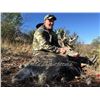 Image 3 : Southern Arizona Coues Deer hunt for 2 Hunters