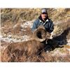 Image 2 : NORTH DAKOTA ROCKY MOUNTAIN BIGHORN SHEEP LICENSE