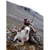 Image 2 : 10 Day Alaska Dall sheep Hunt for 1 Hunter