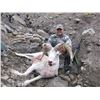 Image 3 : 10 Day Alaska Dall sheep Hunt for 1 Hunter