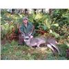 Image 2 : 5-Day Columbia Blacktail Deer Hunt in Oregon for 1 Hunter