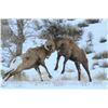 Image 2 : 2021 WYOMING GOVERNOR’S ROCKY MOUNTAIN BIGHORN SHEEP LICENSE