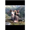 Image 1 : Yukon Stone Sheep Hunt