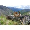 Image 3 : Yukon Stone Sheep Hunt