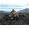 Image 2 : 15-Day Alaska Combo Hunt for Dall Sheep, Brown/Grizzly Bear, Caribou, Black Bear and Wolf