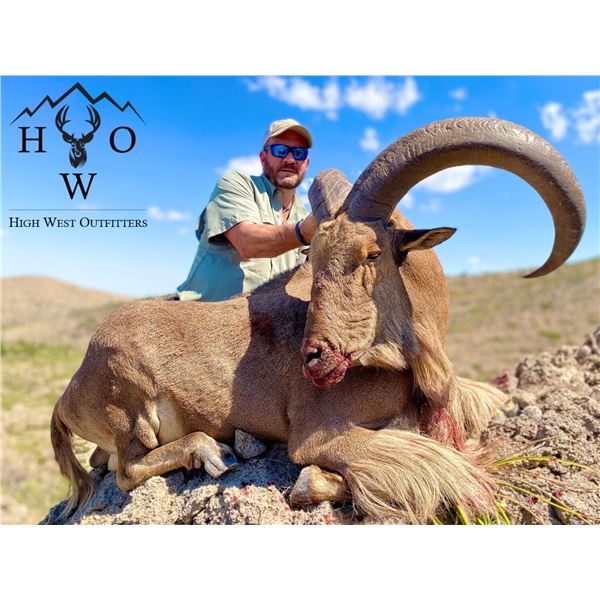 West Texas Trophy Aoudad Hunt for 1 Hunter