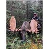 Image 1 : 10-Day Trophy Rut Moose Hunt in British Columbia