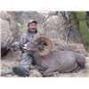 Image 3 : 7-Day Desert Bighorn Sheep Hunt for 1 Hunter in Mexico