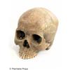 Image 3 : SCARY MOVIE 4 Shaq's Hero Skeletal Remains Prop