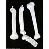 Image 1 : HALLOWEEN Bone Decorations MOVIE PROPS