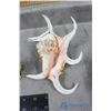 Image 7 : Assorted Sea Shells