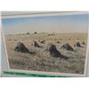 Image 2 : Framed Wheat Sheaf Print - Limited Edition Signed Geo Jenkins 21" x 27"