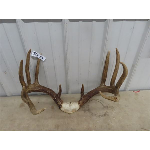 Antlers  w Tag - MUST BE A MB RESIDENT AND OBTAIN A POESSION PERMIT FROM THE CONSERVATION OFFICE