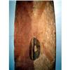 Image 7 : A FINE NORTHWEST ASMAT SHIELD,
