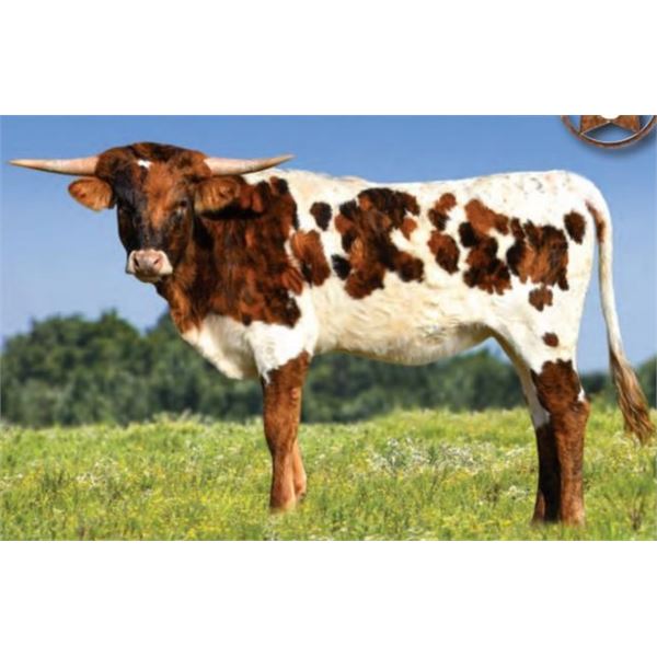 H6 PRISCILLA (DONATION)