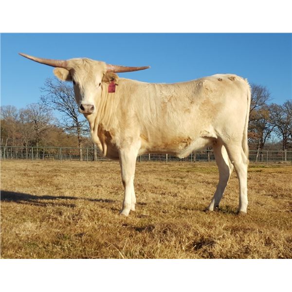 DC ROWDY'S SUNFLOWER