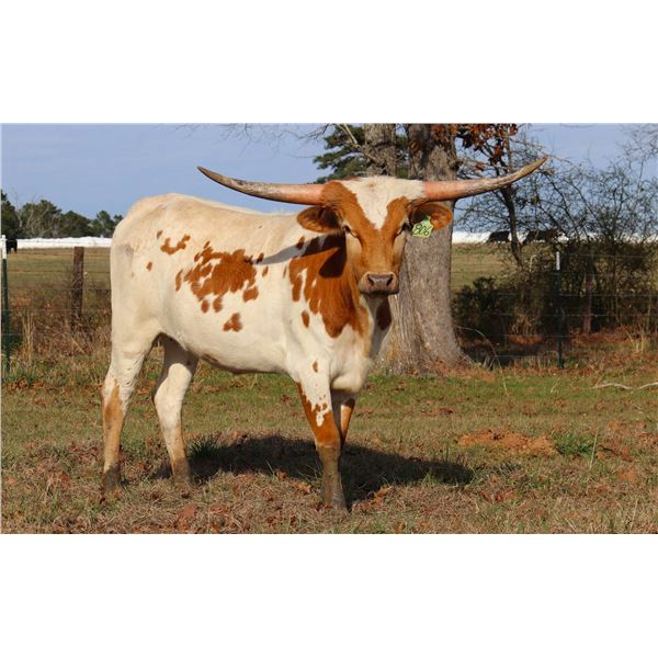 JUST RING AROUND TX BCB