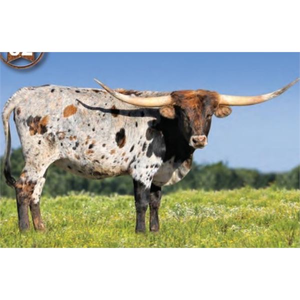 SCRATCH - NN JUAN-A-SHANA