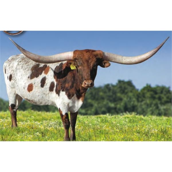 TXN CINNAMON'S PRIDE