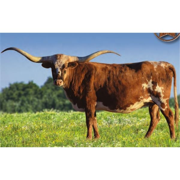 HORSESHOE J PRIORITY