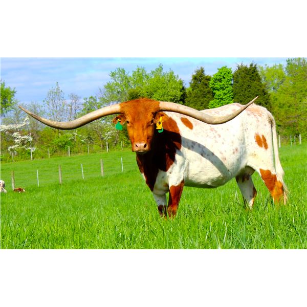 T BAR W HOT RIO'S CJ