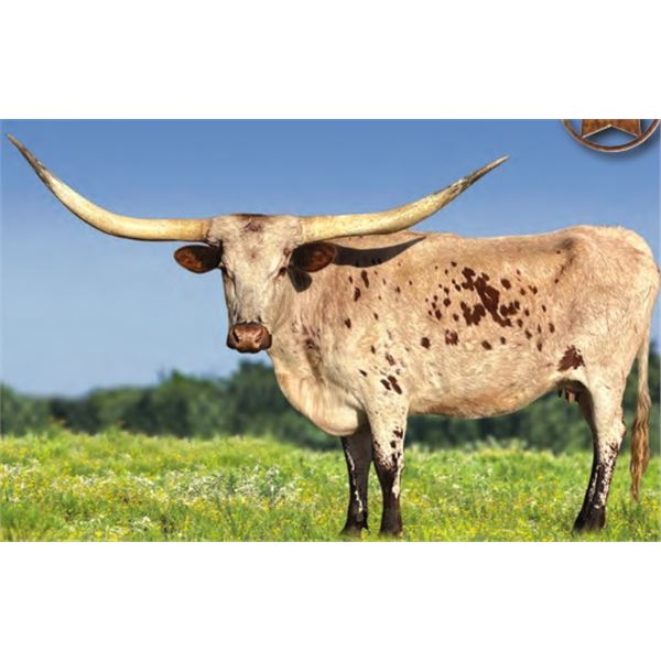 BCR HIGH WATER QUEEN