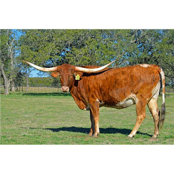 SR CLOUT'S GLEE 7120