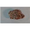 Image 1 : Petrified dinosaur hide, 4" x 2 1/2", authenticated