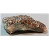 Image 3 : Petrified dinosaur hide, 4" x 2 1/2", authenticated