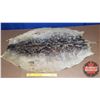 Image 1 : Seal Pelt (42" X 30") (Canadian Buyers Only)