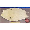 Image 2 : Seal Pelt (42" X 30") (Canadian Buyers Only)