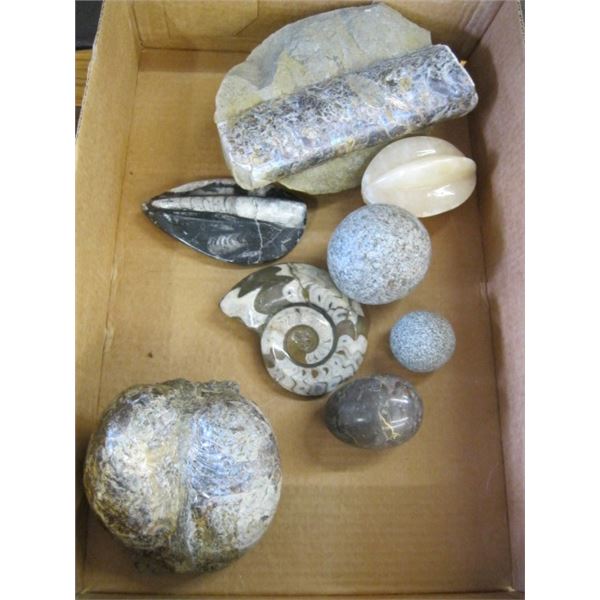 FLAT OF ASST. FOSSILS & ROCKS