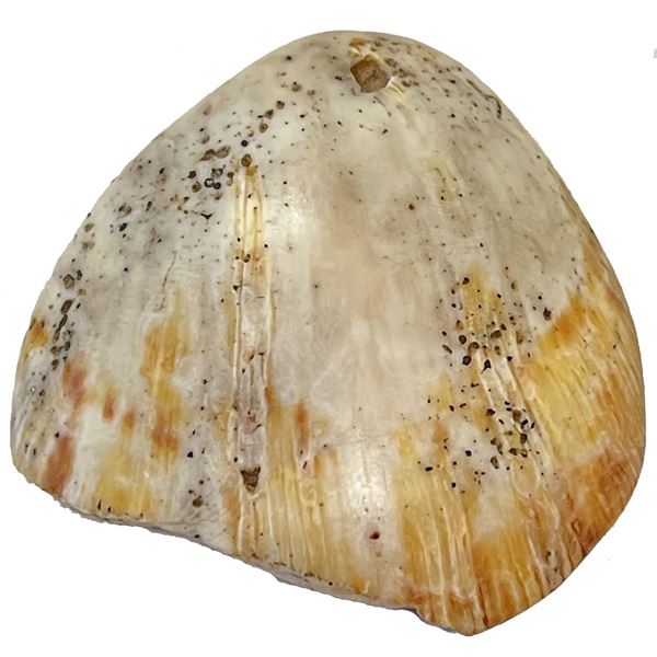 PAPUA NEW GUINEA: ndap shell money (15.58g). VF