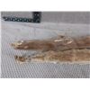 Image 2 : 2 Weasel Pelts