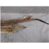Image 3 : 2 Weasel Pelts