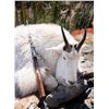 Image 3 : Oregon Rocky Mountain Goat Auction Tag - OR FNAWS