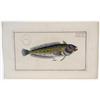Image 1 : MARCUS ELIESER BLOCH colored engravings of f