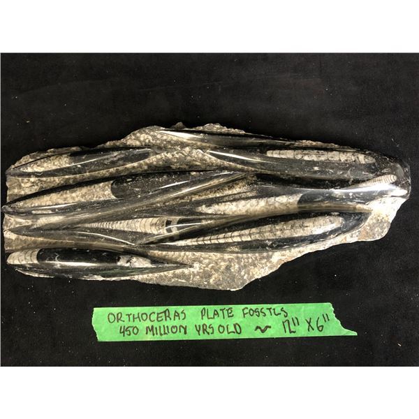 ORTHOCERAS PLATE FOSSILS 12X16 (450 MILLION YEARS OLD)