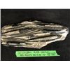 Image 1 : ORTHOCERAS PLATE FOSSILS 12X16 (450 MILLION YEARS OLD)