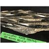 Image 2 : ORTHOCERAS PLATE FOSSILS 12X16 (450 MILLION YEARS OLD)
