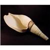 Image 1 : Large Shell Trumpet, Pacific Islands, Papua. #1737833