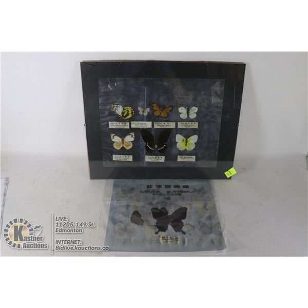 RARE ANTIQUE JAPANESE PRESSED BUTTERFLY COLLECTION