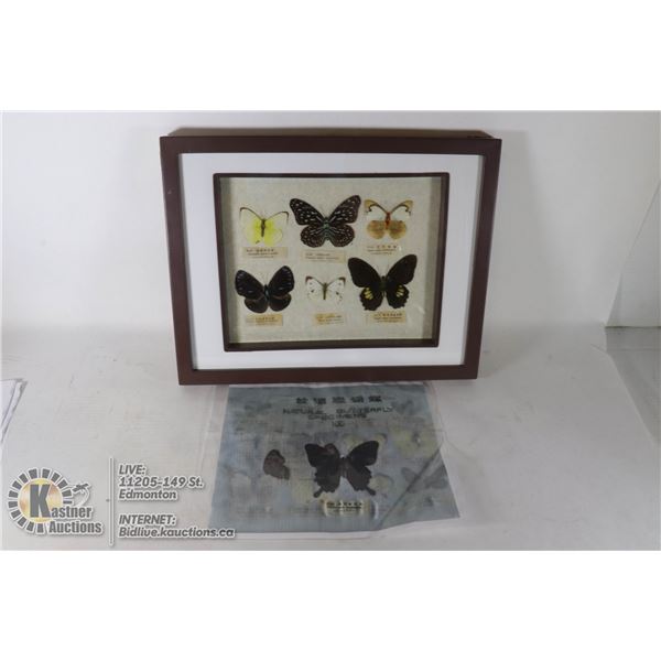 RARE ANTIQUE JAPANESE PRESSED BUTTERFLY COLLECTION