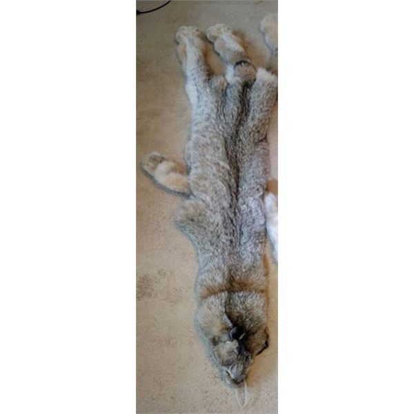 Lynx Pelt