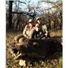 Image 1 : Guided California Wild Pig Hunt For 2 Hunters
