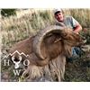 Image 4 : Texas Aoudad Hunt for 2 hunters