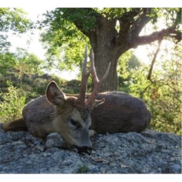 Fully outfitted 3 Day  Spanish Roe Deer Hunt for 1