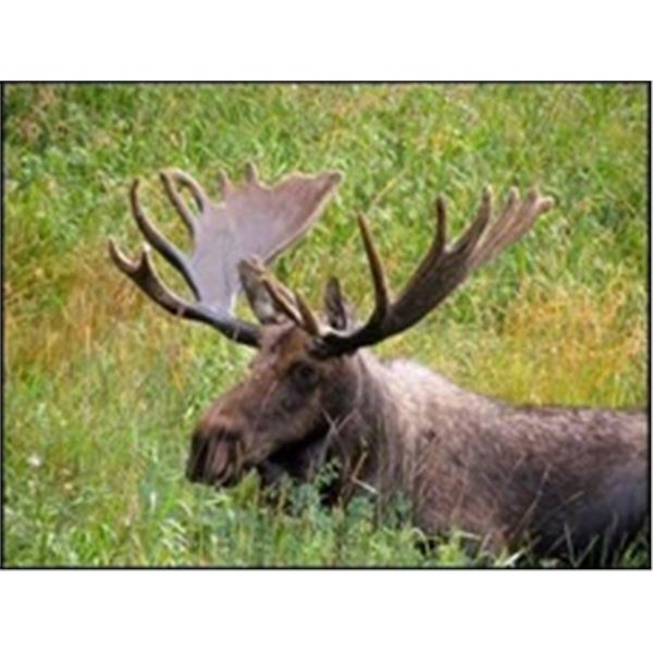 WA State Auction Permit/Tag for Washington Shiras Moose