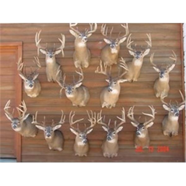 Kansas Whitetail Deer Hunt