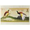 Image 2 : 2016 ATLANTIC FOREST 1 AVES DOLLAR BIRD OF